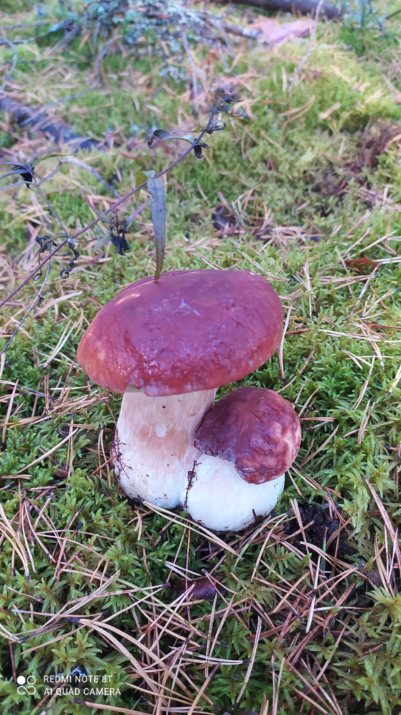 Грибники Тверской области рассказали, стоит ли идти в выходные в лес