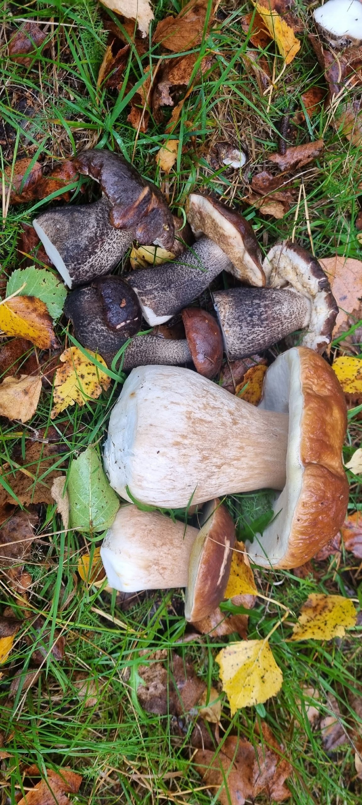 Грибники Тверской области рассказали, стоит ли идти в выходные в лес