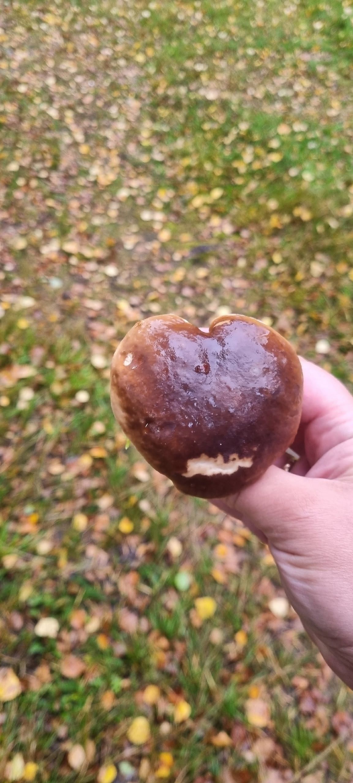 Грибники Тверской области рассказали, стоит ли идти в выходные в лес