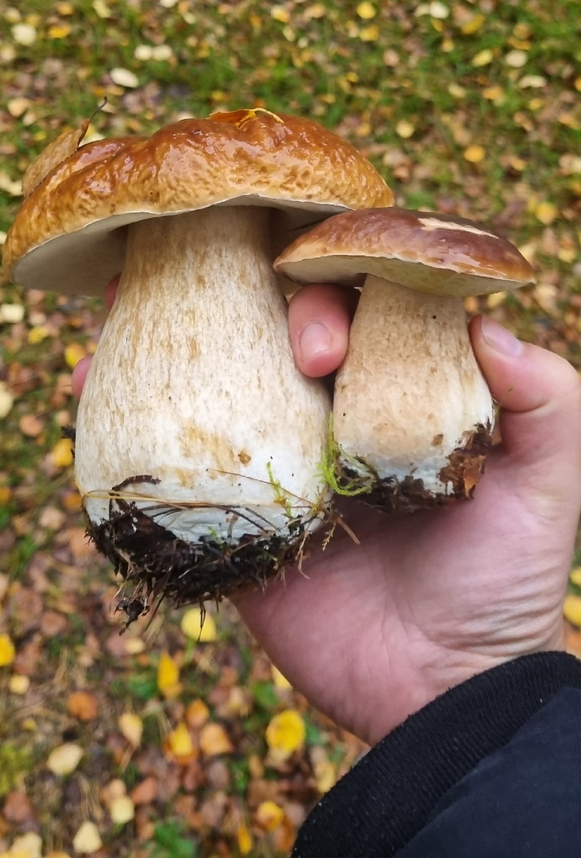 Грибники Тверской области рассказали, стоит ли идти в выходные в лес