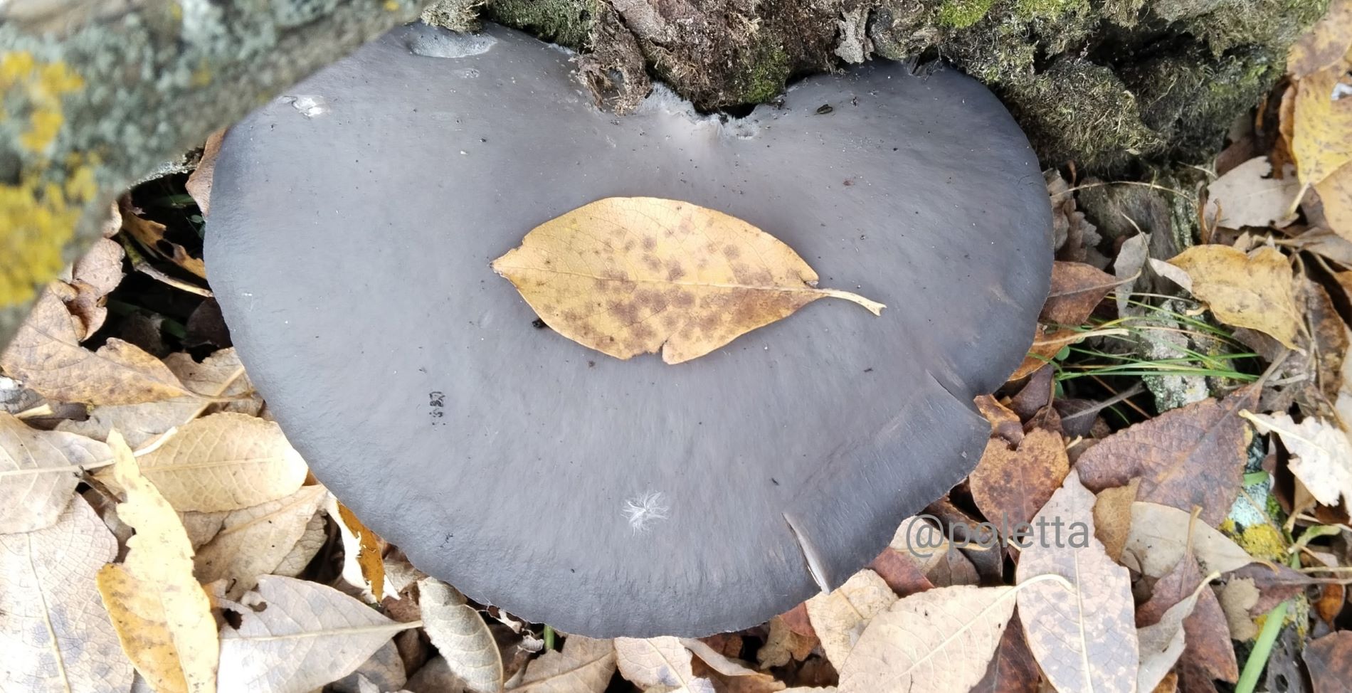 В конце октября жители Тверской области продолжают собирать грибы