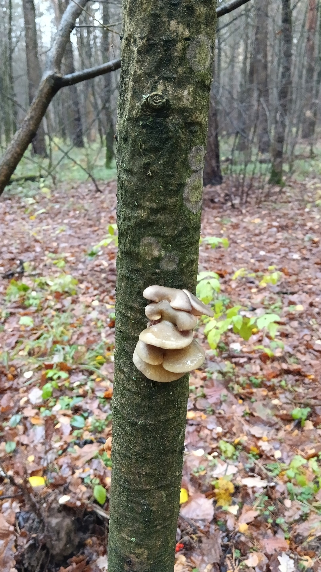 В конце октября жители Тверской области продолжают собирать грибы