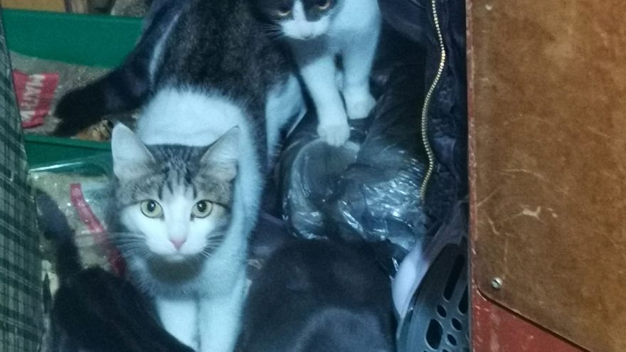 В Твери ищут дом для котиков, у хозяйки которых случился инсульт котиков