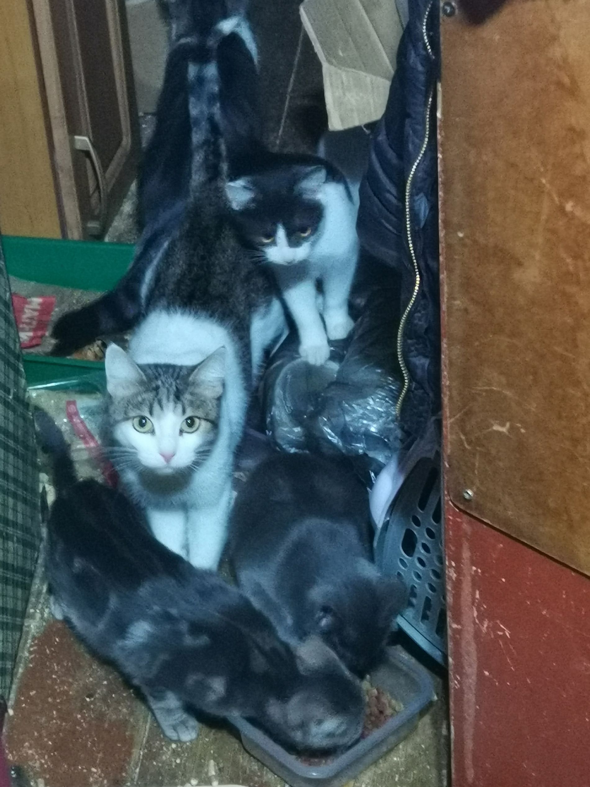 В Твери ищут дом для котиков, у хозяйки которых случился инсульт котиков