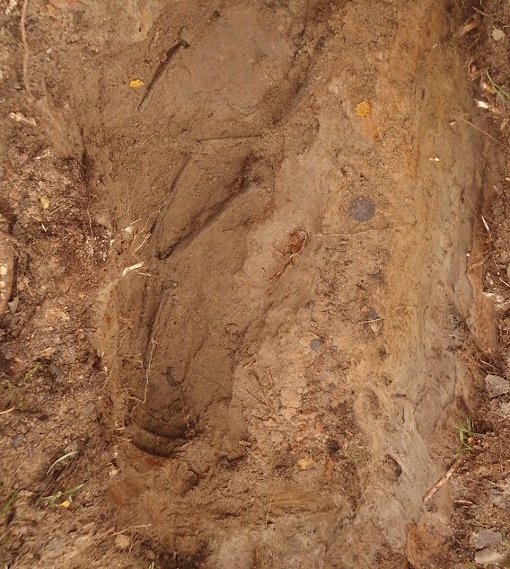 В Тверской области нашли останки безымянного мужчины