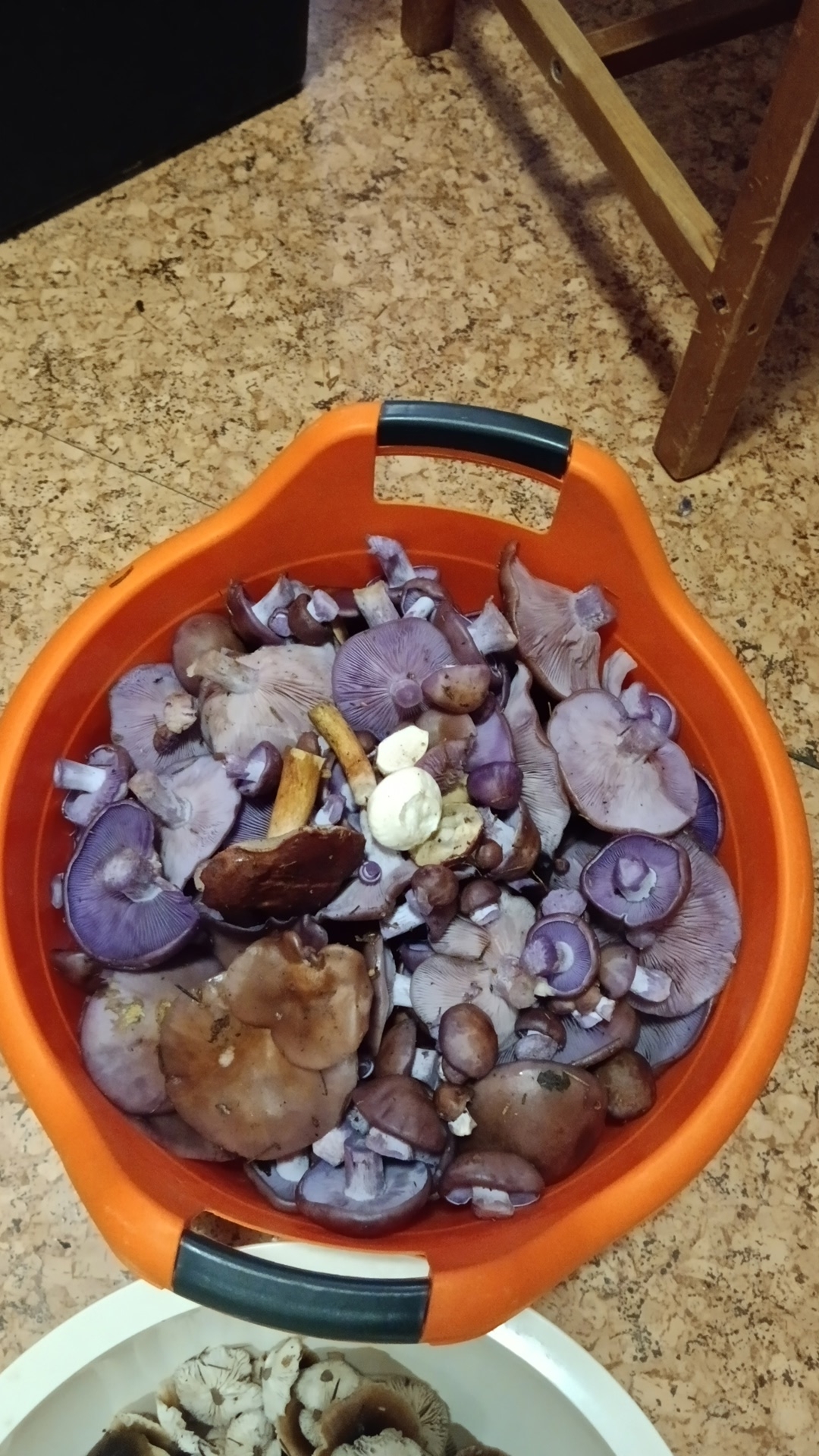 В конце октября жители Тверской области продолжают собирать грибы