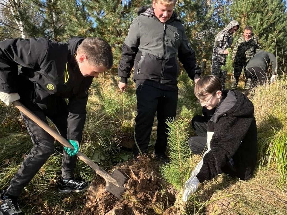 Больше 507 тысяч саженцев и сеянцев деревьев высадили в Тверской области