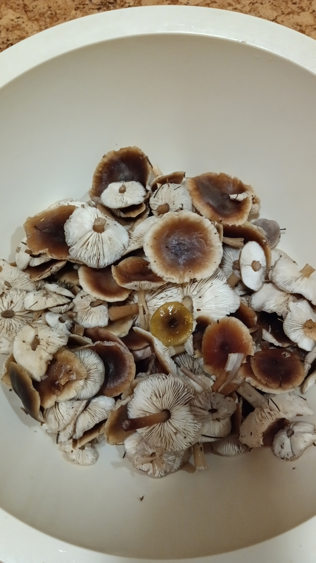 В конце октября жители Тверской области продолжают собирать грибы