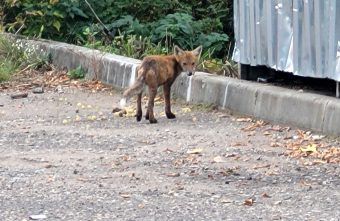 набрасывается