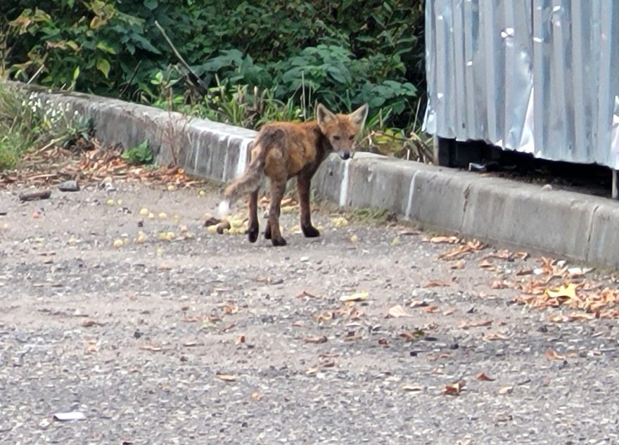 набрасывается