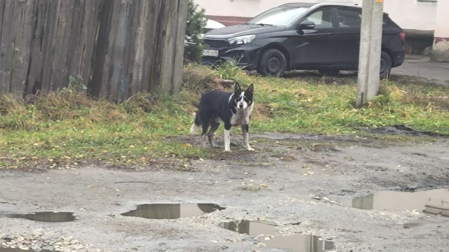 Жители Тверской области встали на защиту дворового пса Джека защиту