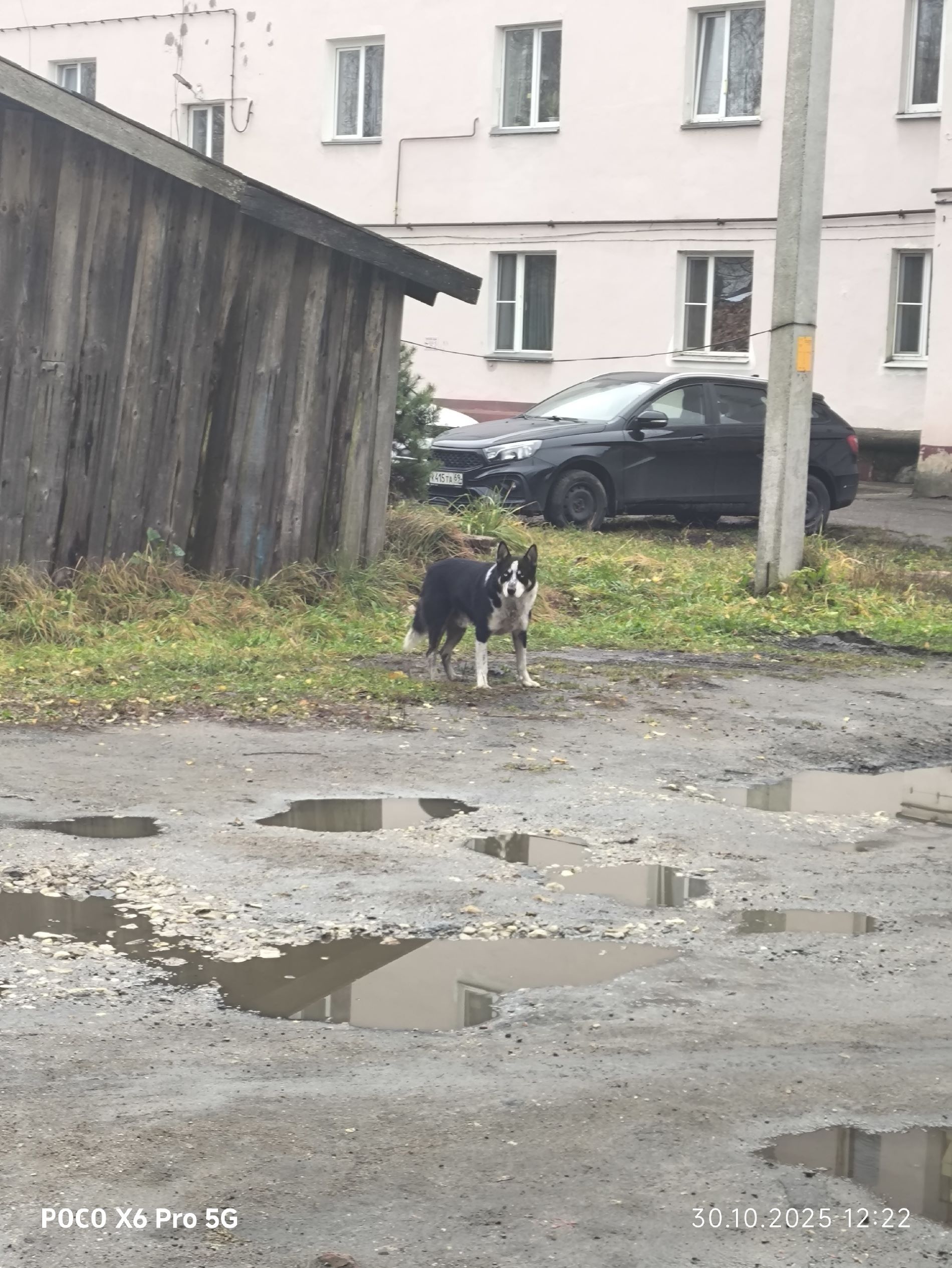 Жители Тверской области встали на защиту дворового пса Джека защиту