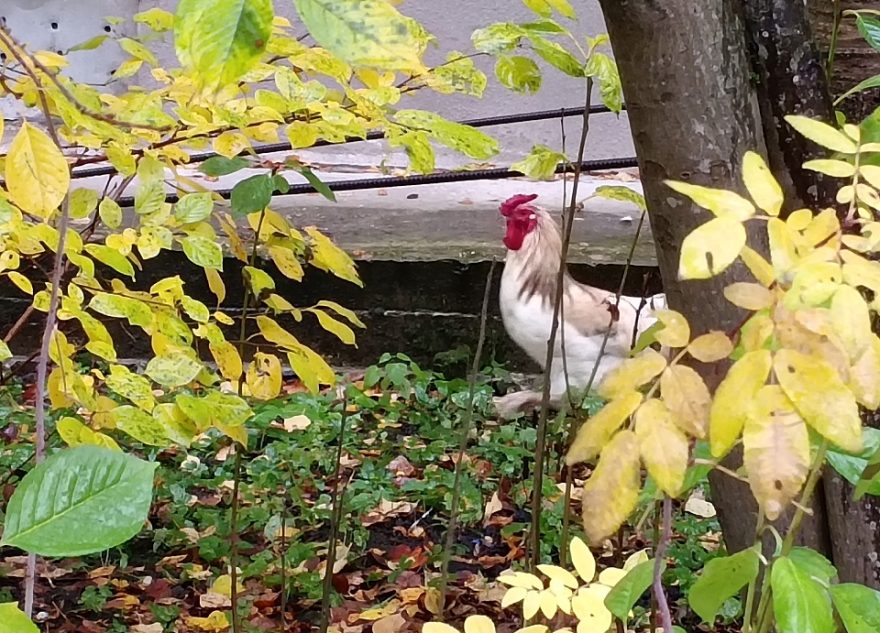 Во дворе тверских многоэтажек завелся петух петух