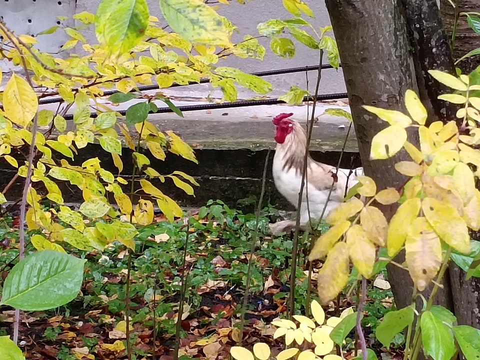 Во дворе тверских многоэтажек завелся петух петух