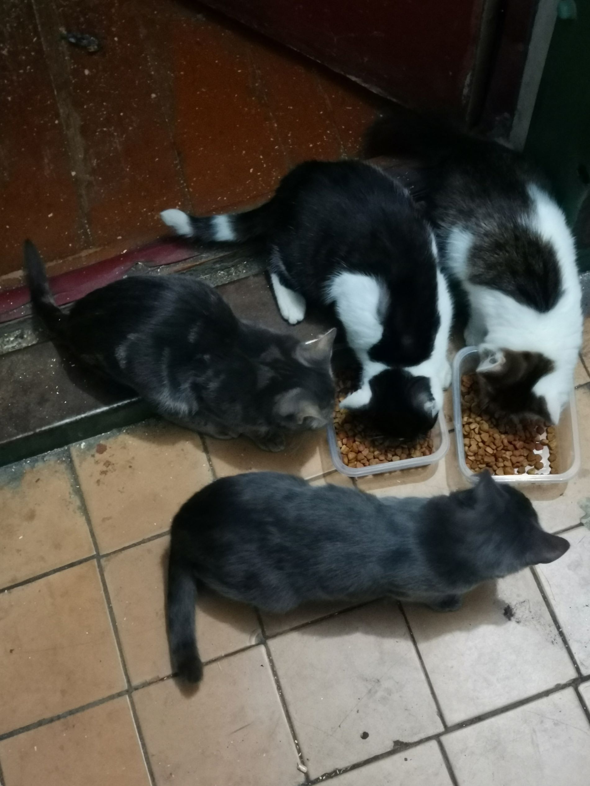 В Твери ищут дом для котиков, у хозяйки которых случился инсульт