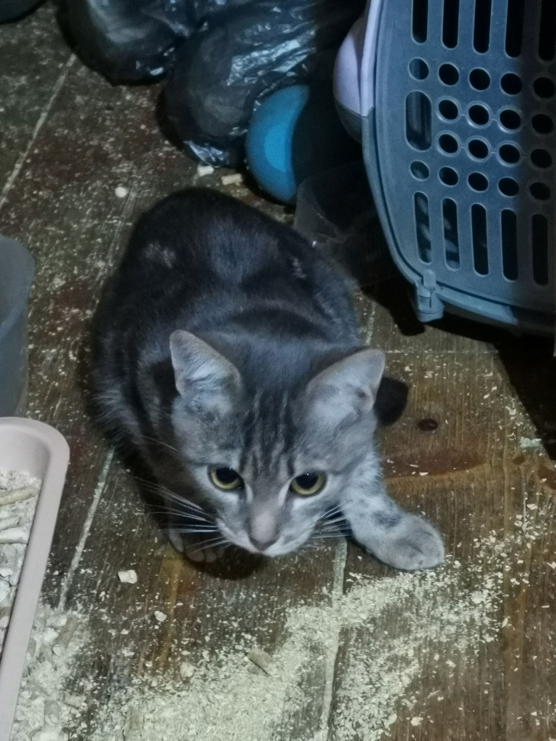 В Твери ищут дом для котиков, у хозяйки которых случился инсульт