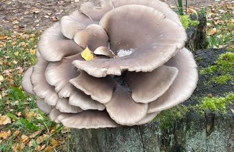 В Тверской области посреди города нашли гриб-цветок цветок