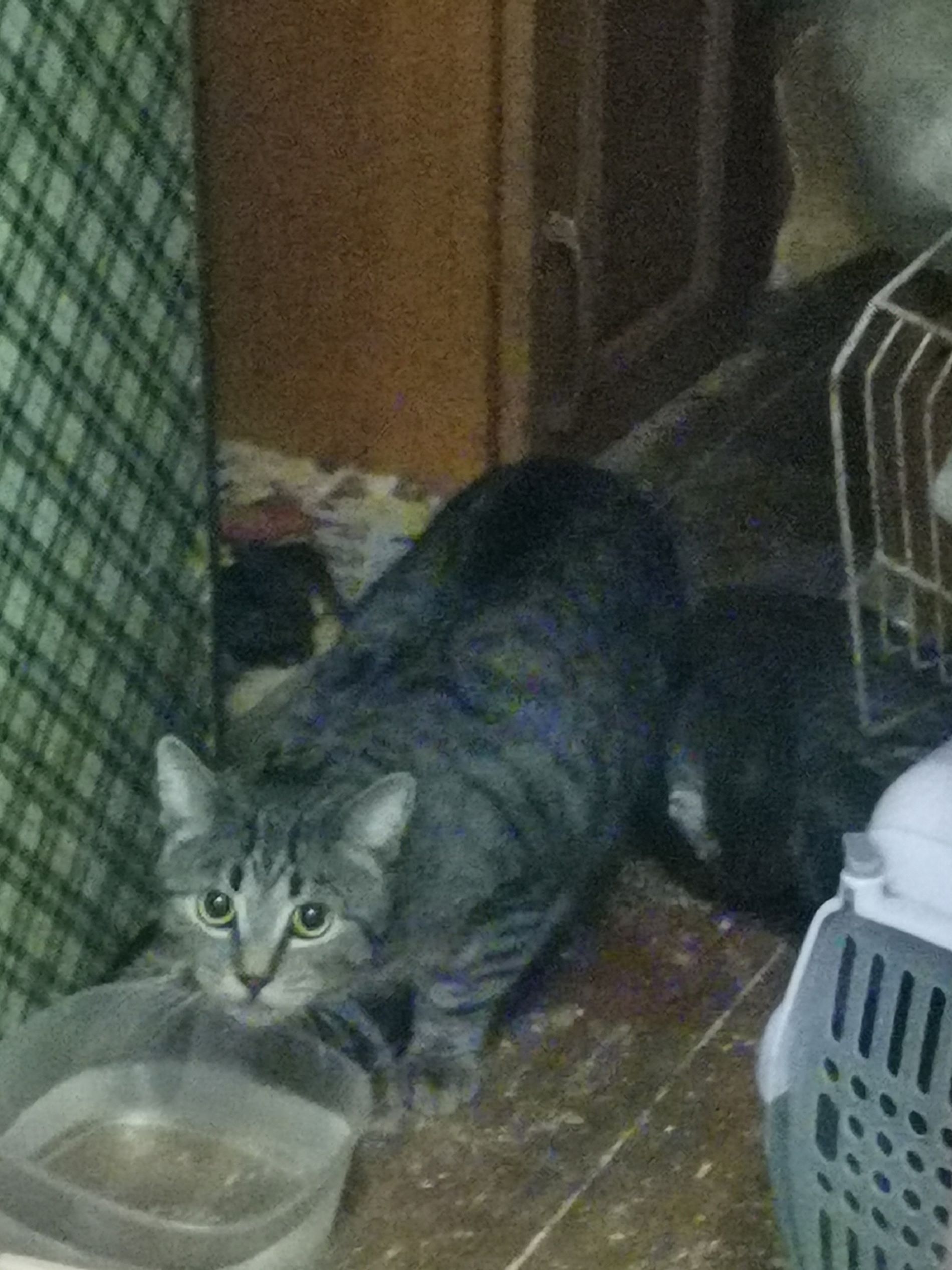 В Твери ищут дом для котиков, у хозяйки которых случился инсульт