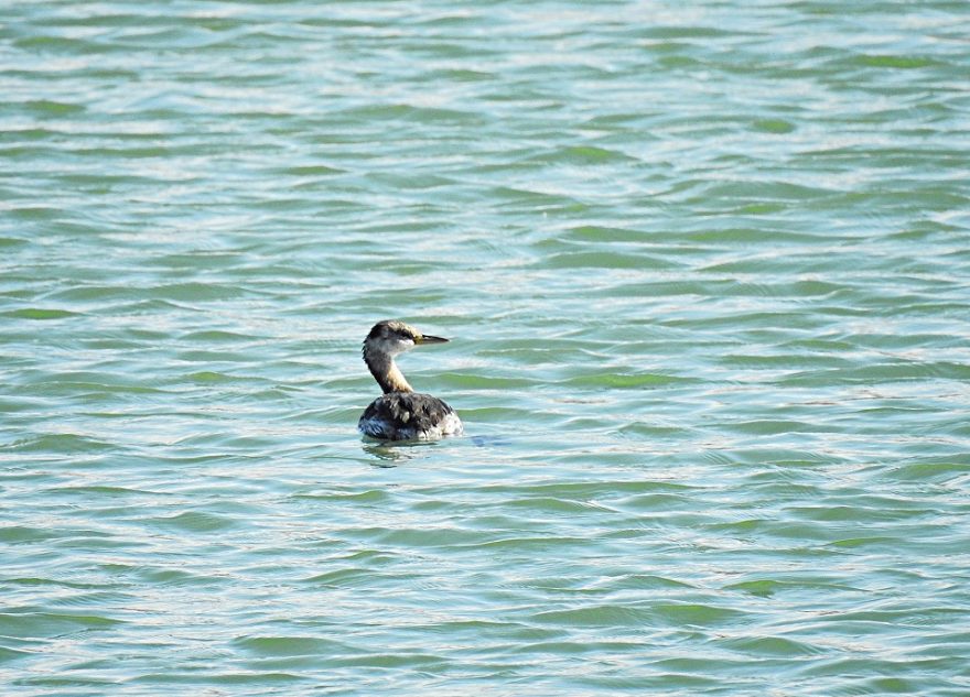 В Тверской области встретили редкую залетную поганку поганку