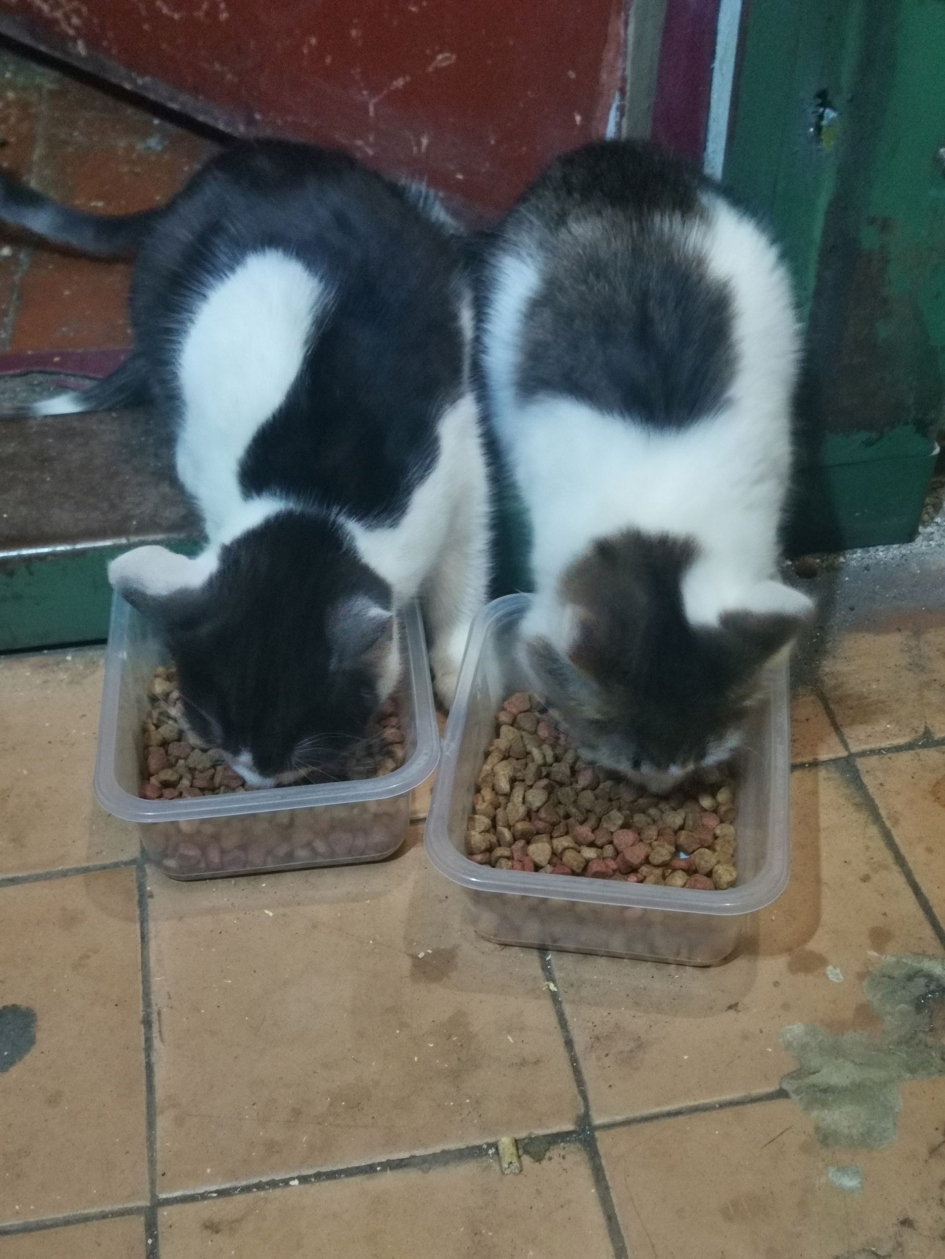 В Твери ищут дом для котиков, у хозяйки которых случился инсульт