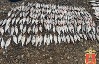 Из реки в Тверской области незаконно выловили больше 1900 рыб выловили