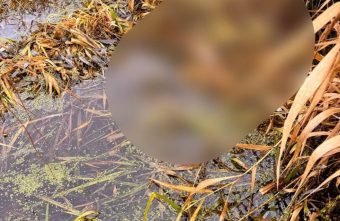 Из реки под Тверью достали труп мужчины Труп