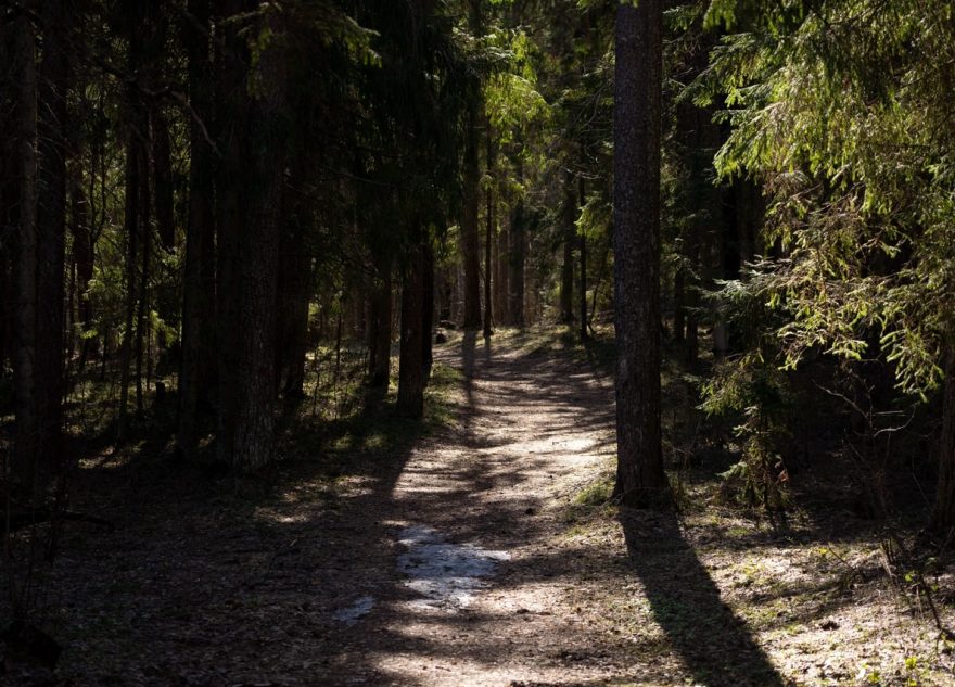 Жителя Тверской области, срубившего 94 дерева, ждёт суд