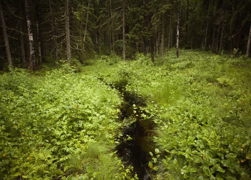 В Тверской области продолжается работа по сбережению особо охраняемых природных территорий