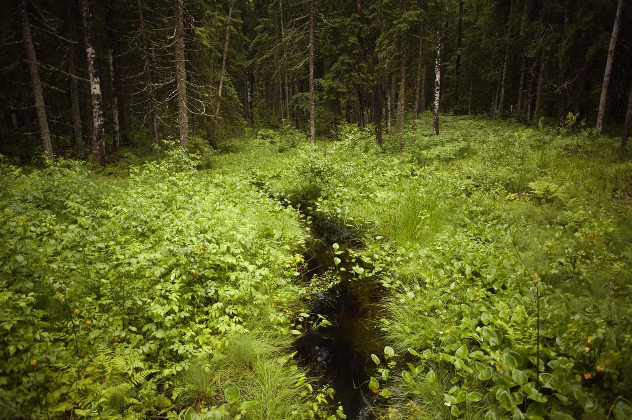 В Тверской области продолжается работа по сбережению особо охраняемых природных территорий