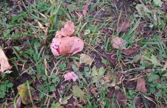 В Твери догхантеры снова вышли на "охоту" догхантеры