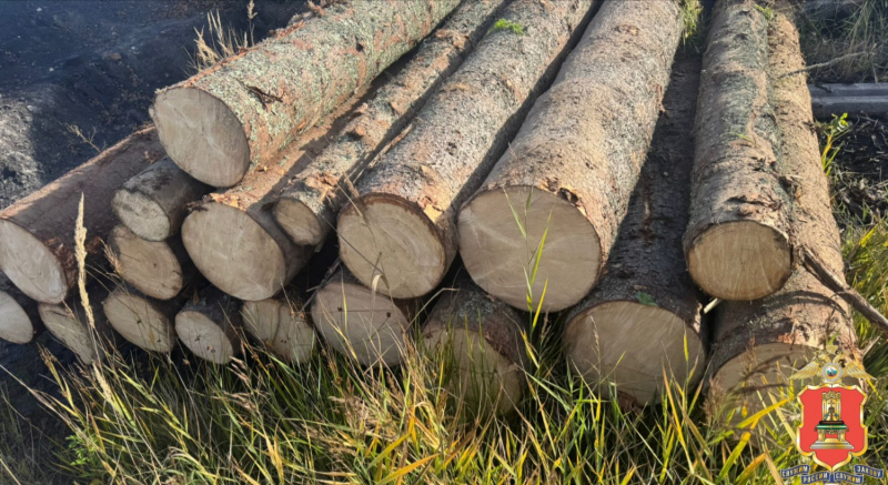 Ради бани житель Тверской области стал "чёрным лесорубом"