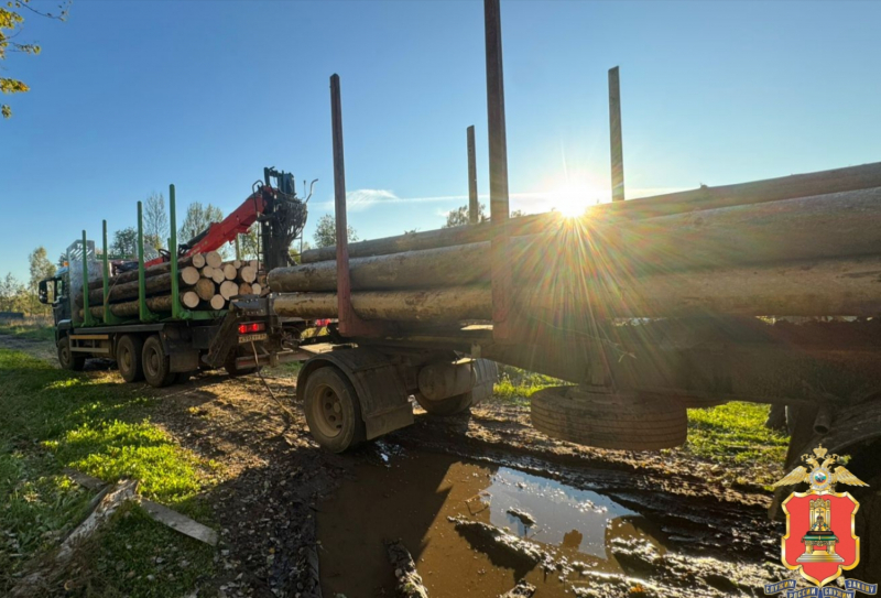 Ради бани житель Тверской области стал "чёрным лесорубом"