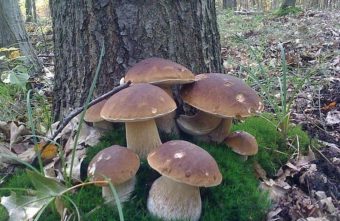 В лесах Тверской области осталось много грибов грибов