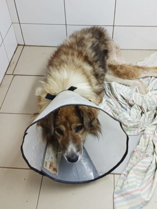 В Твери спасли жизнь псу, из хвоста которого торчали кости псу