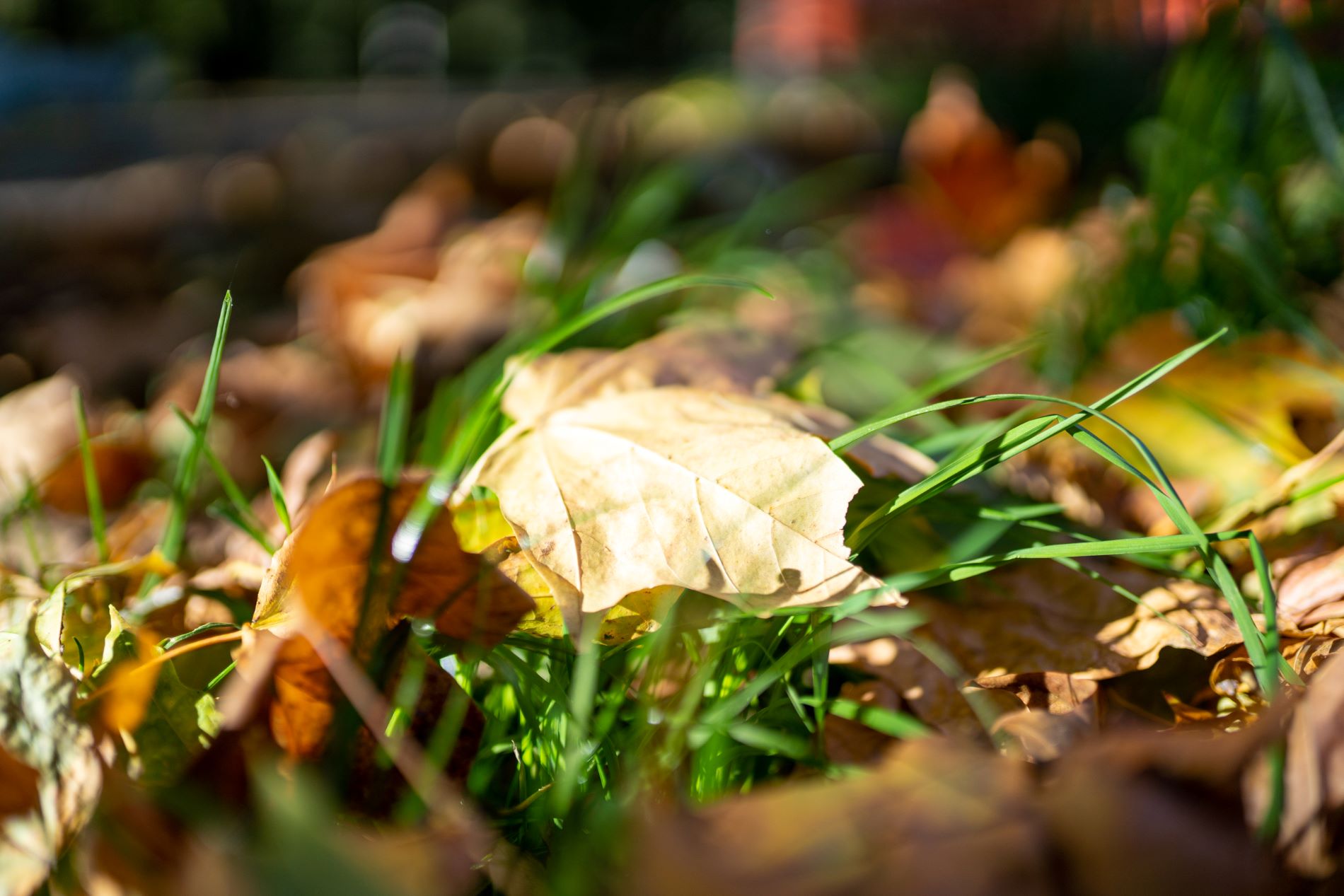 После заморозков в Тверскую область возвращается тепло