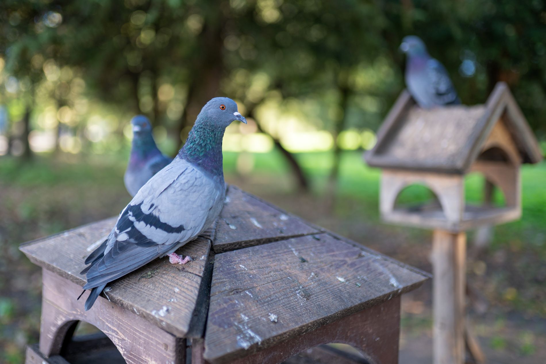 Школьников Верхневолжья приглашают принять участие в акции «Евразийский учет птиц»