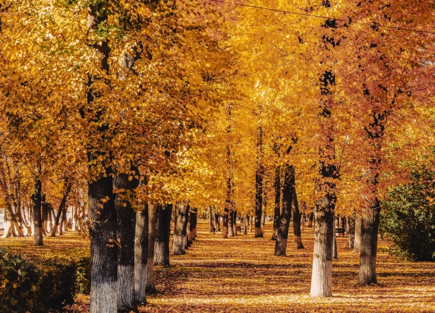 приятная погода