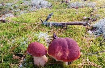 Грибники Тверской области рассказали, стоит ли идти в выходные в лес выходные