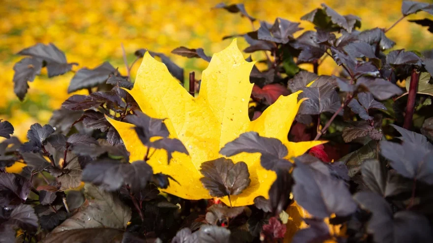 В праздничные выходные Тверской области повезет с погодой праздничные выходные