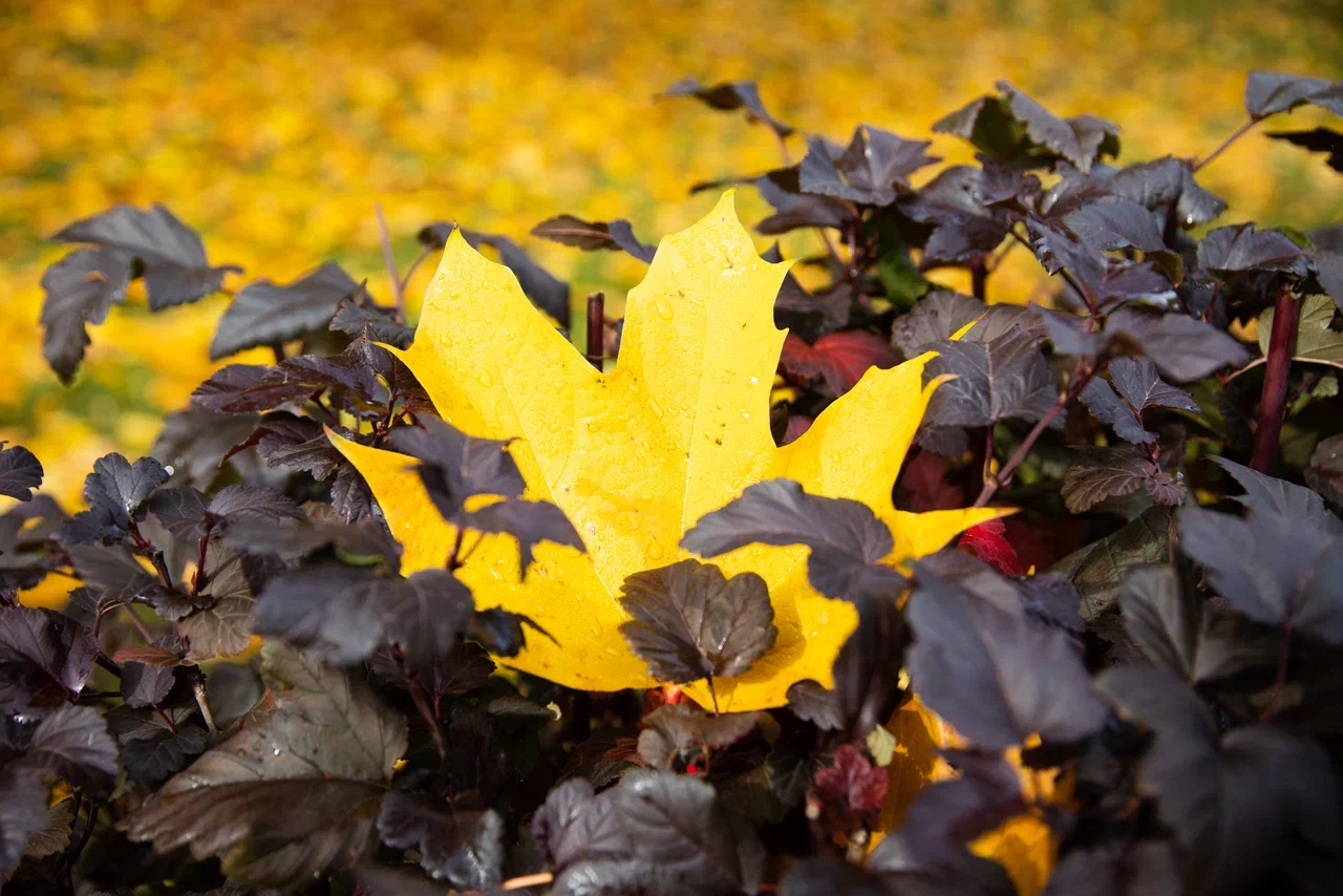 Школьников Тверской области приглашают на осенние культурно-образовательные и спортивные мероприятия