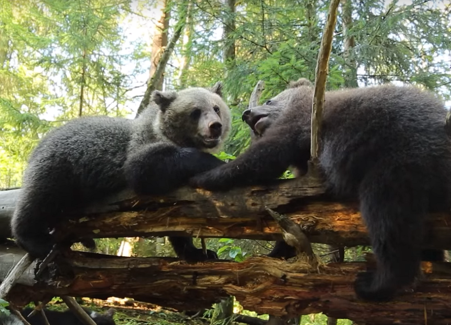 15 медведей-выпускников из Тверской области отправятся по "домам" выпускников