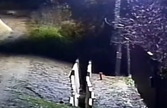 В поселении под Тверью девушка лицом к лицу встретилась с волком волком