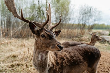 Водителей Тверской области предупреждают о диких животных на дорогах