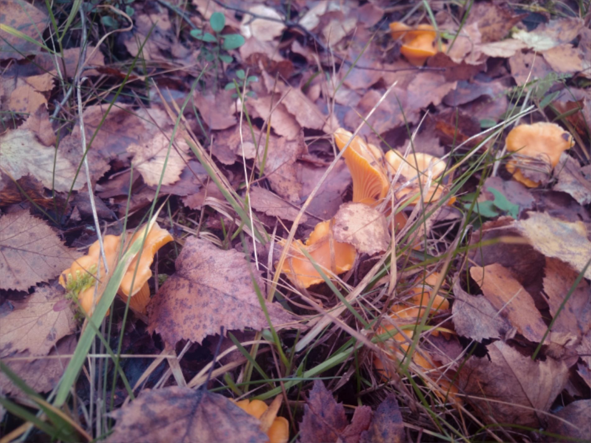 Жители Тверской области продолжают собирать маслята, лисички и белые