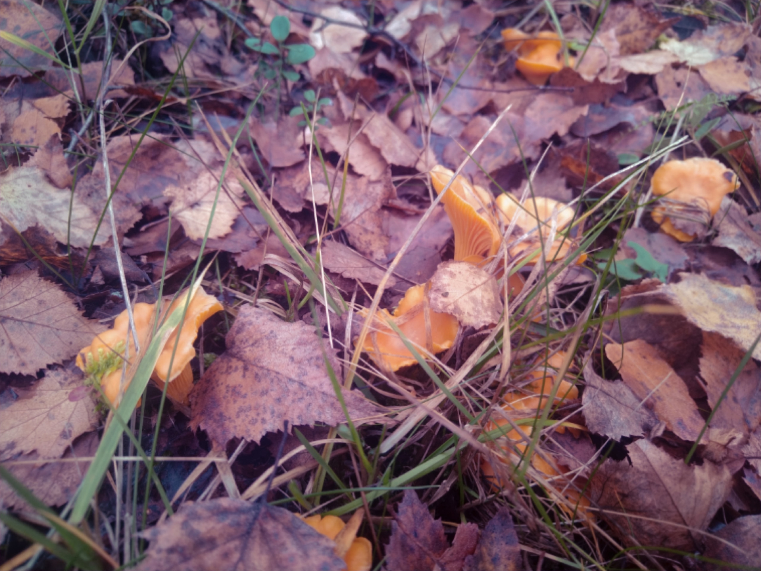 Жители Тверской области продолжают собирать маслята, лисички и белые
