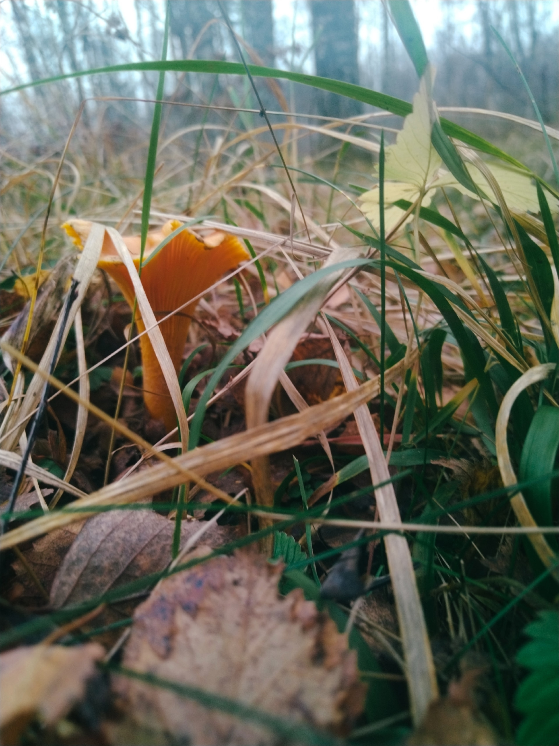 Жители Тверской области продолжают собирать маслята, лисички и белые