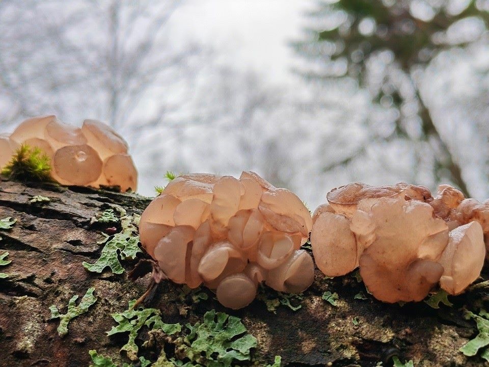 Жительница Тверской области нашла гриб-загадку 