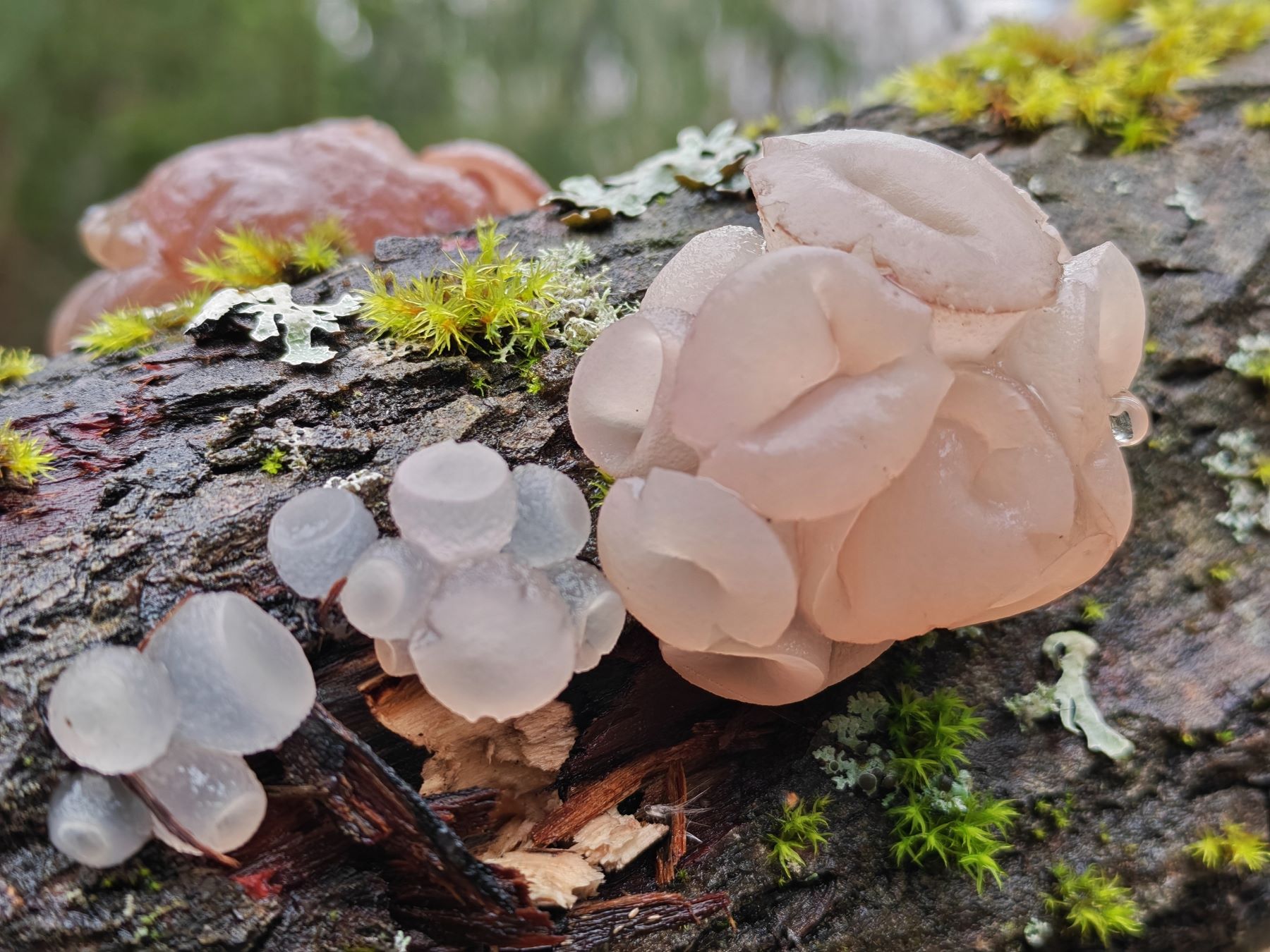 гриб-загадку