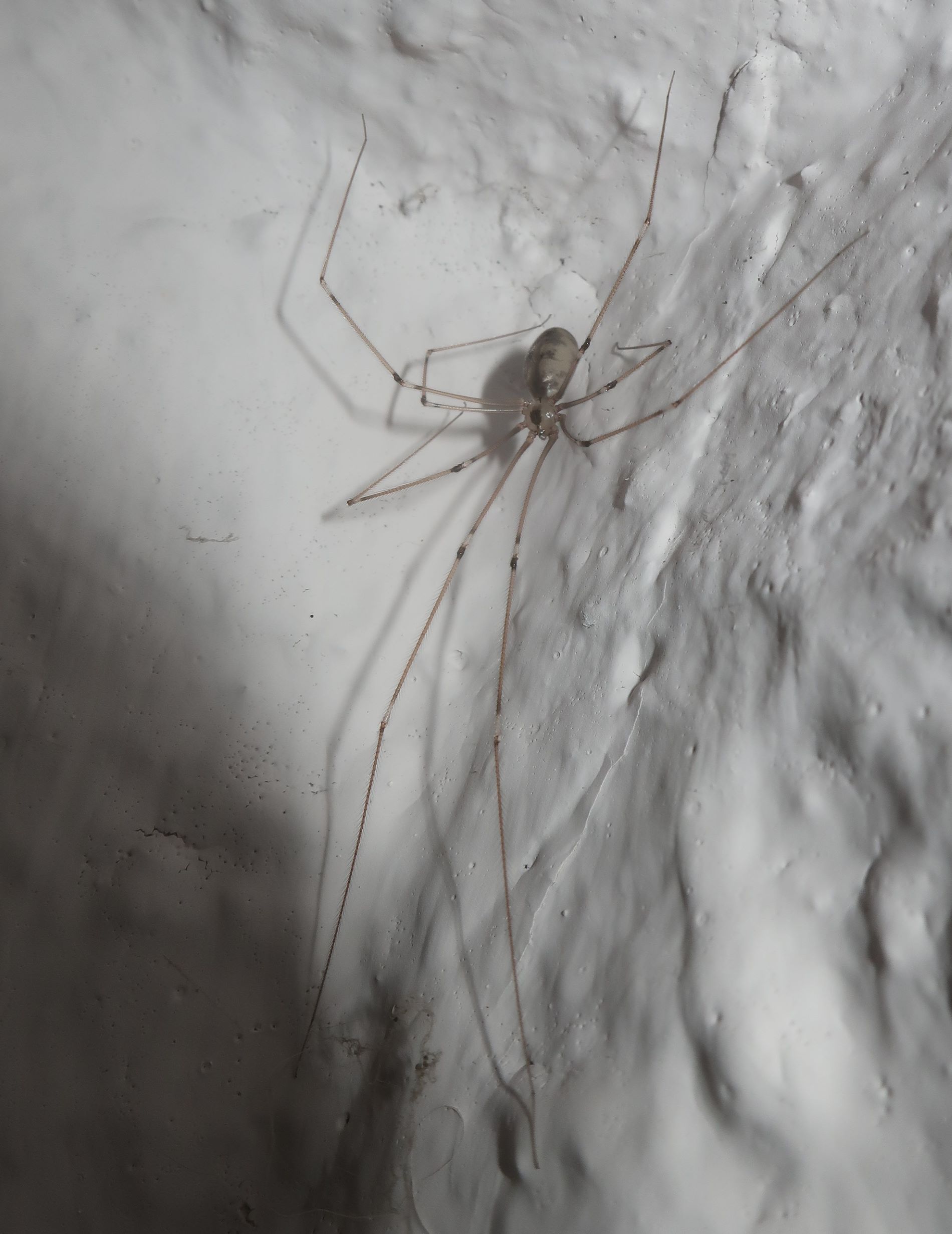 В Твери сфотографировали свадьбу пауков-фолькусов