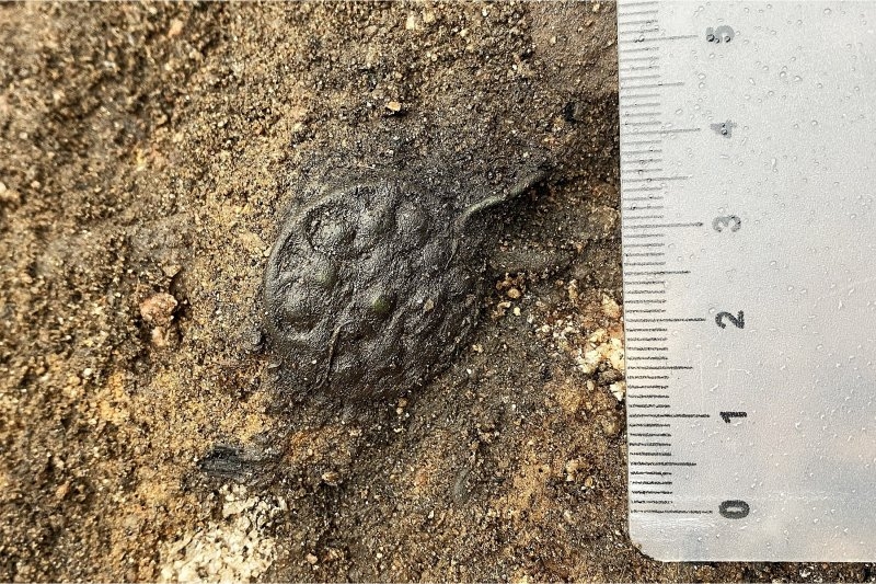 В Тверской области раскопали укрепленный город викингов